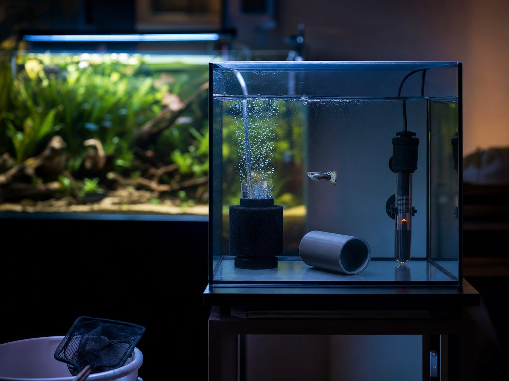 Small bare-bottom quarantine tank with a sponge filter, heater and PVC hiding spot, set up beside a larger display aquarium