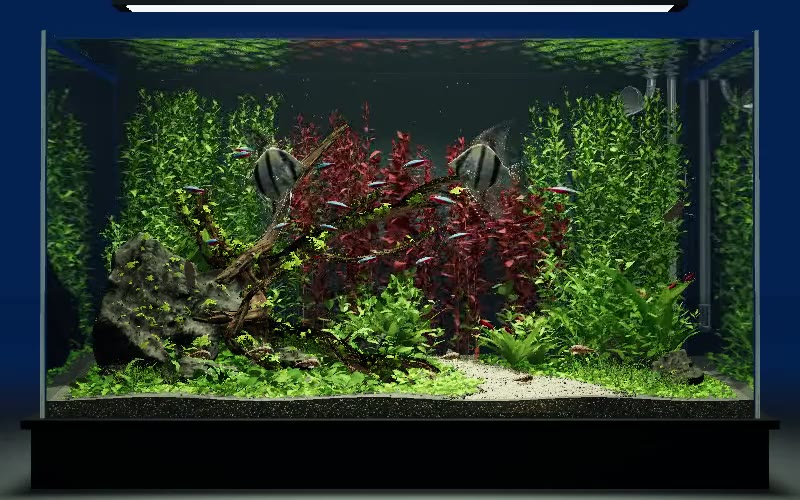 A lush planted freshwater aquarium with angelfish, schooling tetras and branching driftwood